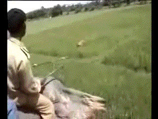 Tiger-attack.gif
