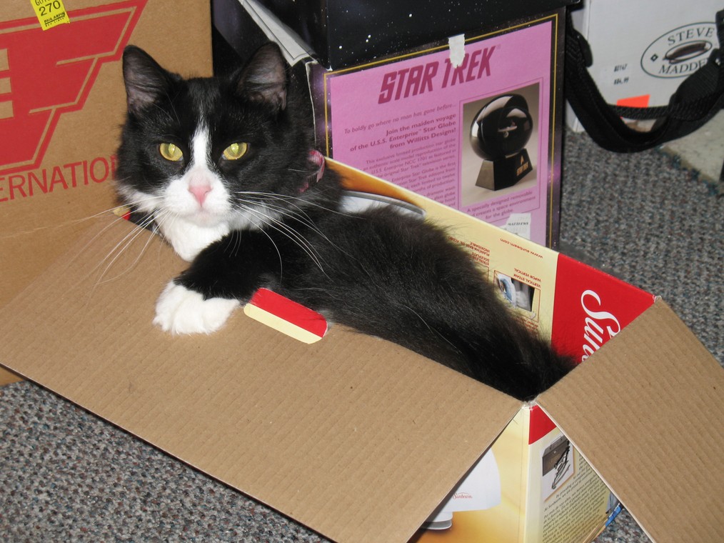 kitty%20003.jpg