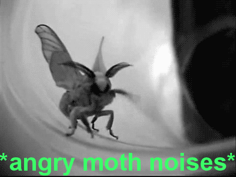 NOM80pe.gif