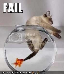 cat-fail.jpg