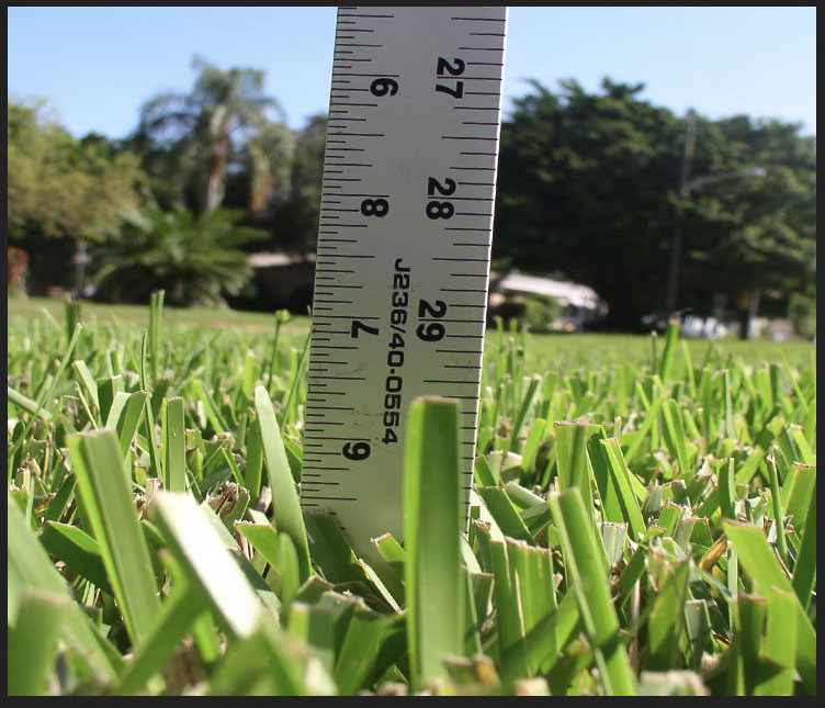 ST-Aug-Grass.jpg