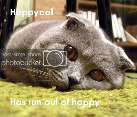 happycatranout.jpg