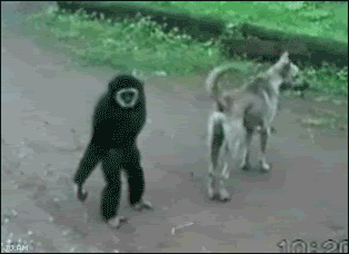 Gibbon_monkey_dog_tail-1a4.gif