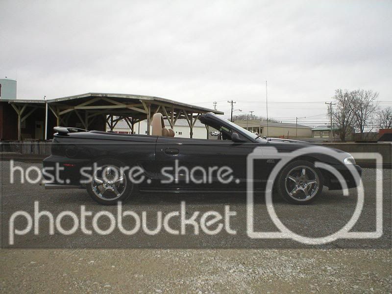 stang1.jpg
