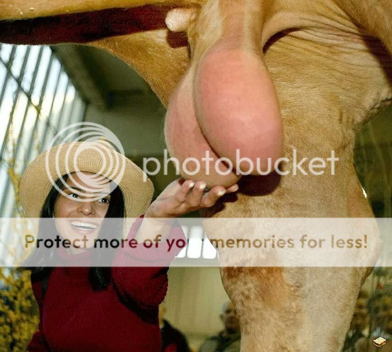 camel_balls.jpg