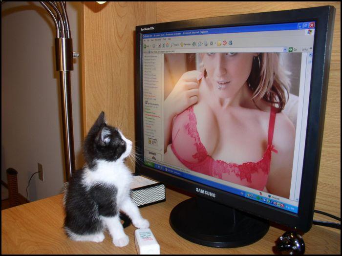 kitty_20porn.jpg