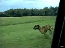 superdog.gif