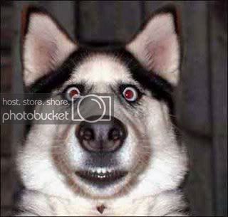 DogObedienceTraining.jpg