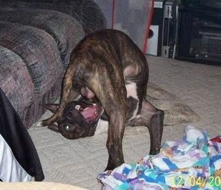 dog%2Bballs.JPG