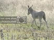donkey.jpg