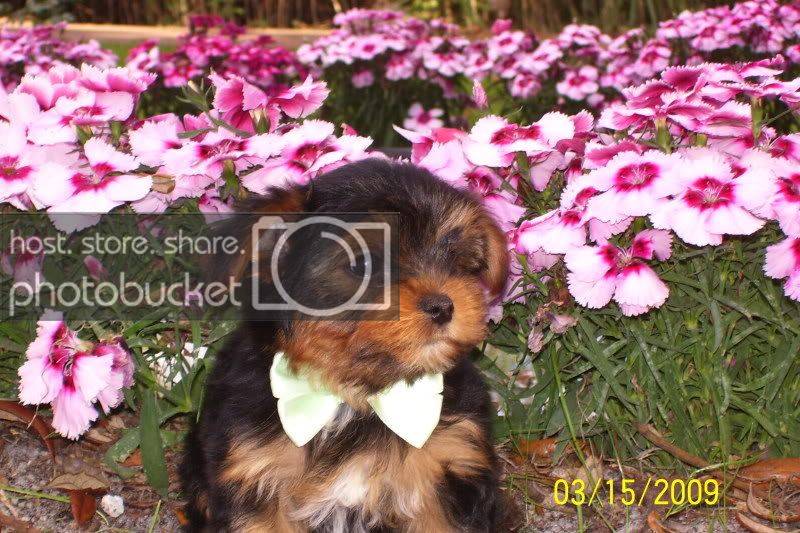 puppies060.jpg