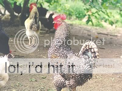JSC0105Chicken08.jpg