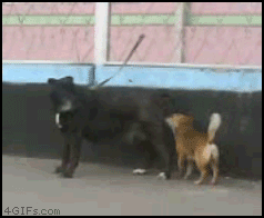 8L91x.gif