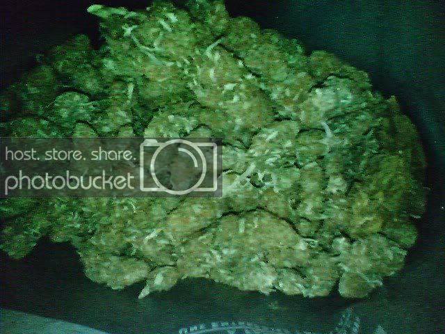 kushpacks.jpg