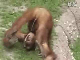 funny-gif-monkey-pees_zps0cf13e3b.gif