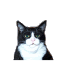 animated.gif