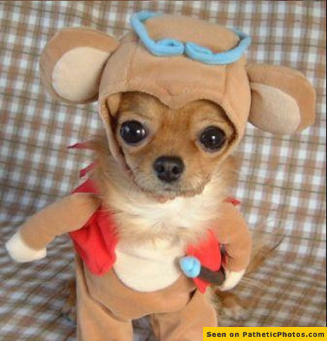 mouse-dog.jpg