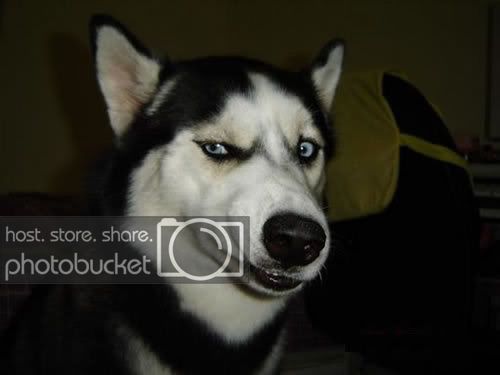 funny-animal-25.jpg