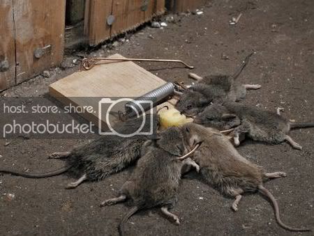 mousetrap.jpg