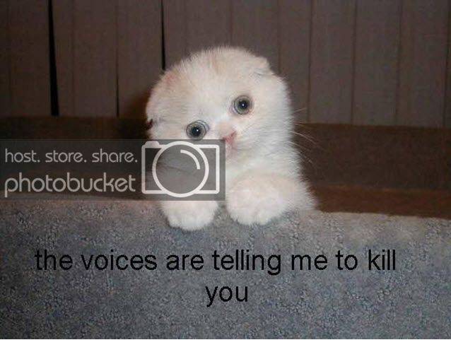 FunnyCat-VoicesKill.jpg