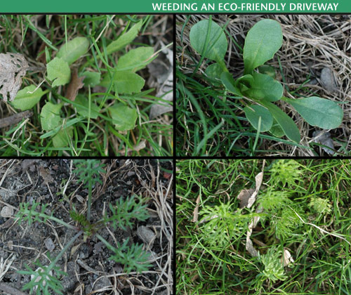 weeds.jpg