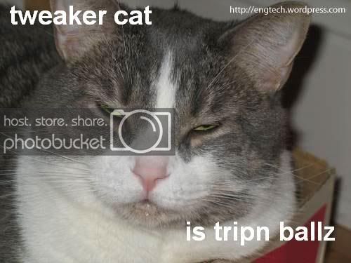 web-bagel-tweaker-cat-trippin-balls.jpg