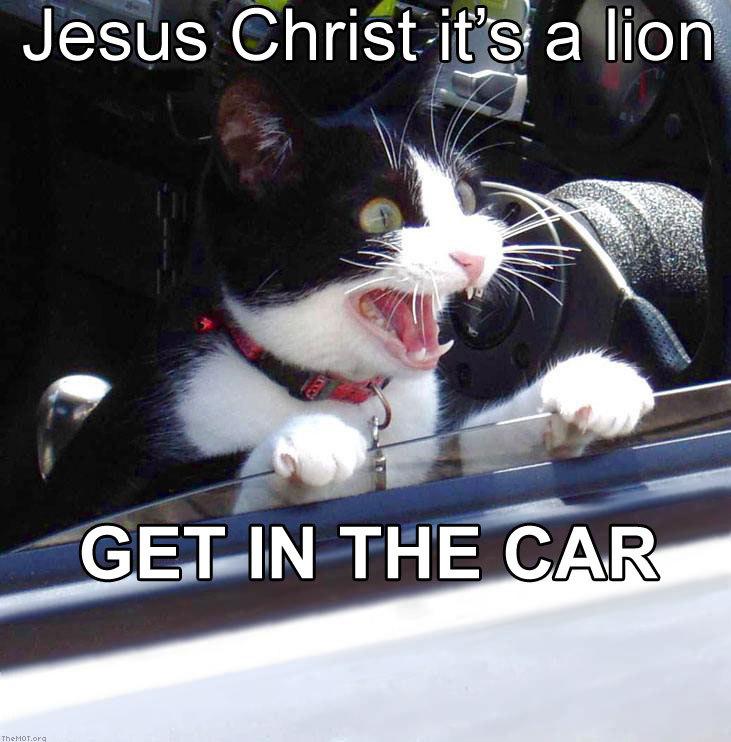 catlion.jpg