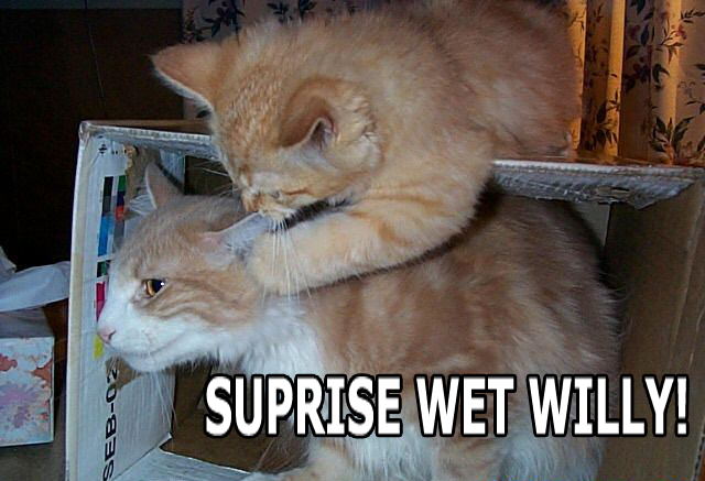 1185211632-4777wetwillycat.jpg