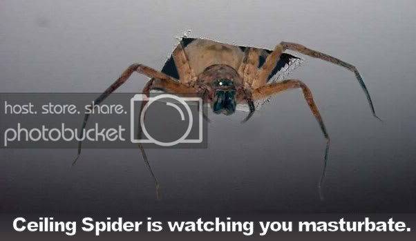 ceilingspider-1.jpg