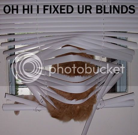 blindscat.jpg