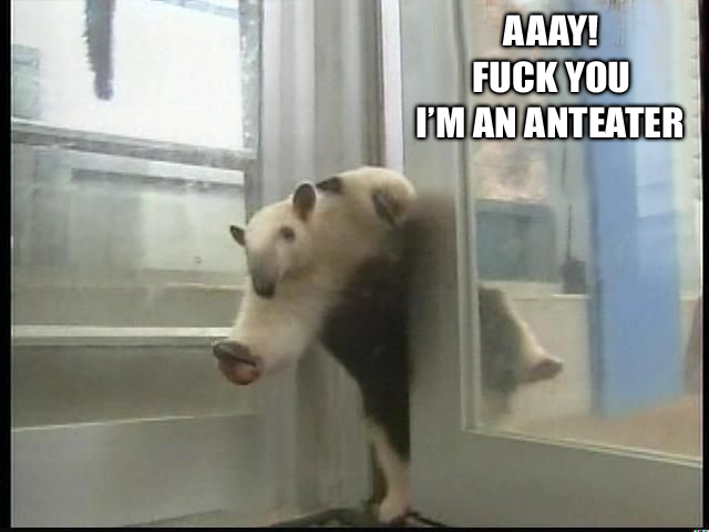 anteater.png