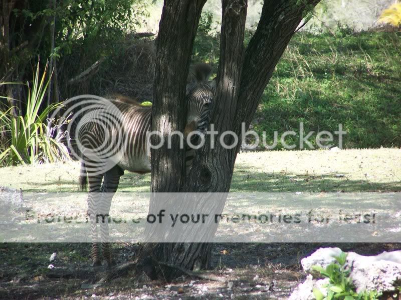 zoo046.jpg