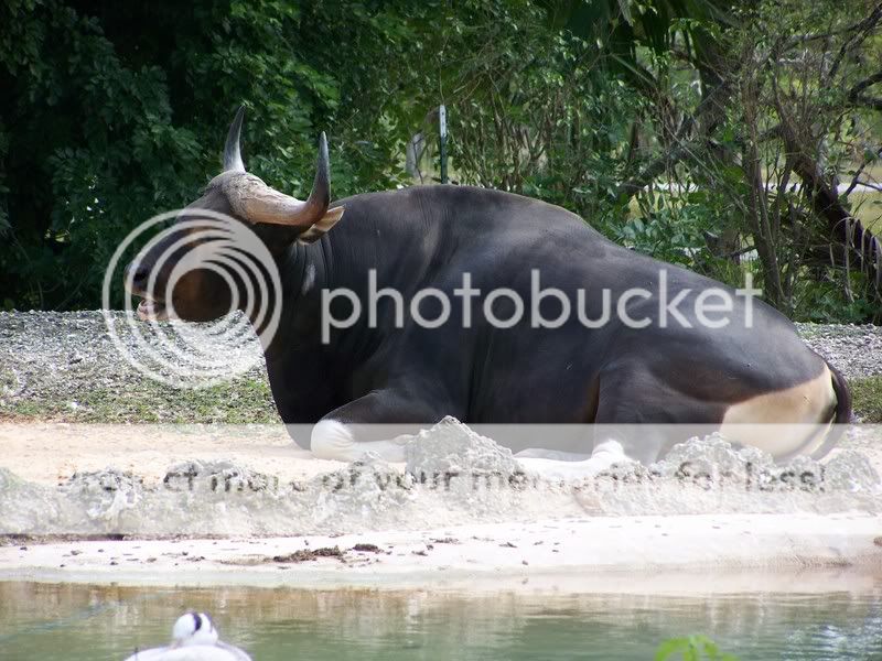 zoo062.jpg