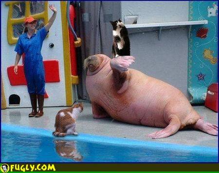 big_pink_seal.jpg