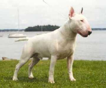 bull_terrier.jpg