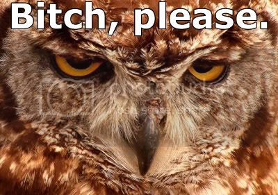 owl_bp.jpg