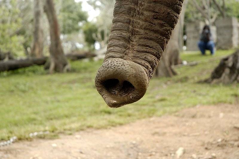 trunk.jpg