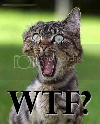 WTF_Cat-786080.jpg