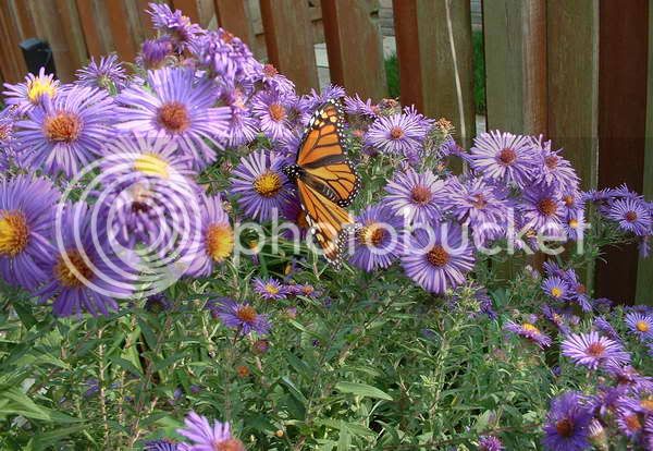 Monarch2.jpg