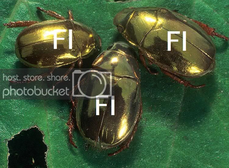 FIBTLs.jpg