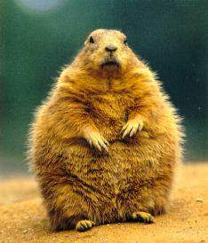 chipmonk.jpg