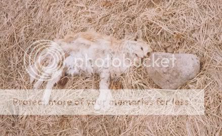 sm_dead_cat.jpg