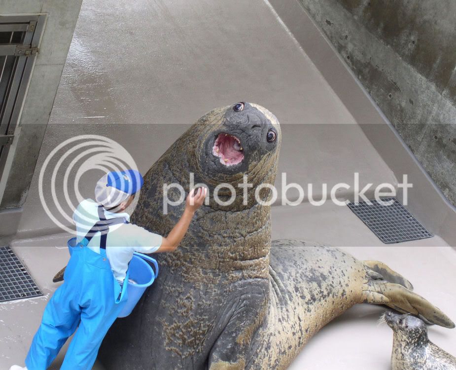 lolrus.jpg