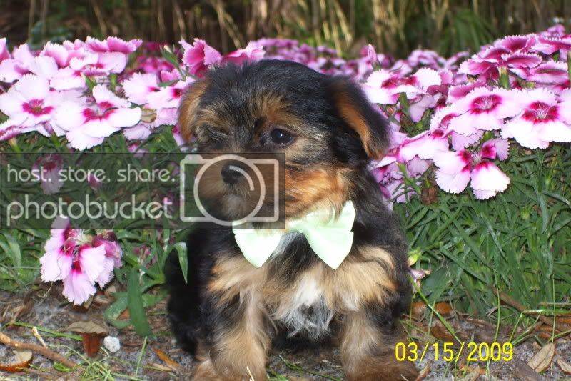 puppies062.jpg