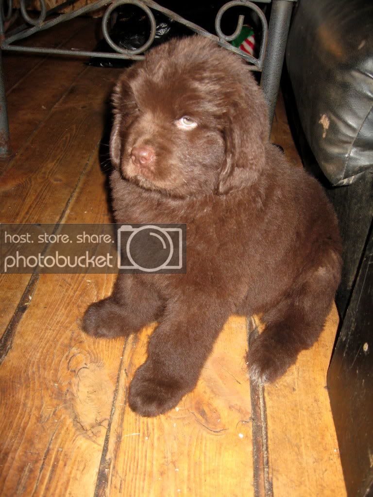 Pups_015.jpg