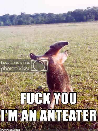 ant-eater.jpg