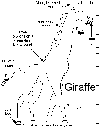 Giraffe_bw.GIF