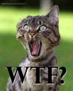 wtfcat.jpg