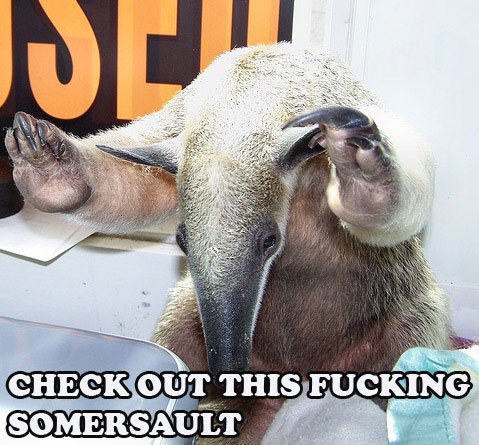 ANTEATER-SOMERSAULT.jpg