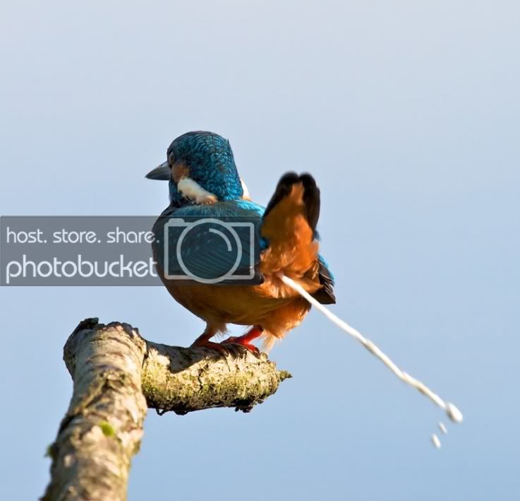 birdshit.jpg